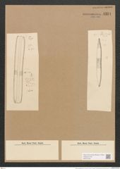 Nitzschia senegalensis Grun. (de-Toni-Nr.: Genus 47, Species 2142) Zeichnungen Sammlung Grunow Nr. 4314 (NHMW-BOT-W0372339)